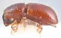 Seed Borer - photo 4