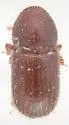 Coccotrypes carpophagus