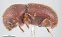Coccotrypes carpophagus - photo 2
