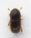Coccotrypes carpophagus - photo 3