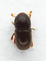 Coccotrypes carpophagus - photo 4