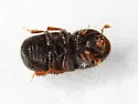 Coccotrypes carpophagus - photo 5