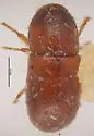Coccotrypes cyperi