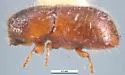 Coccotrypes cyperi - photo 2