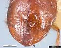 Coccotrypes cyperi - photo 3