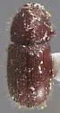 Date Stone Borer - Coccotrypes dactyliperda