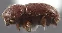 Date Stone Borer - photo 2
