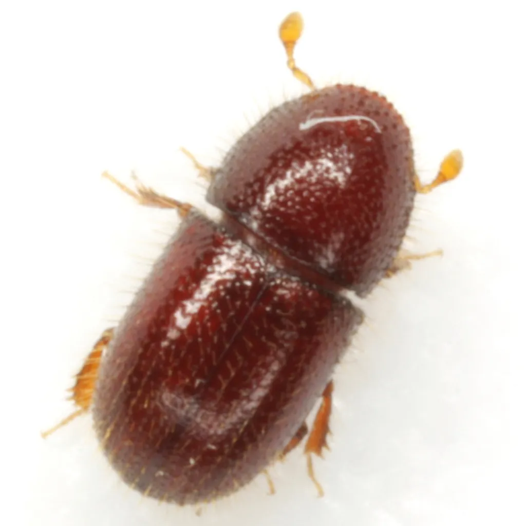 Coccotrypes distinctus - photo 2