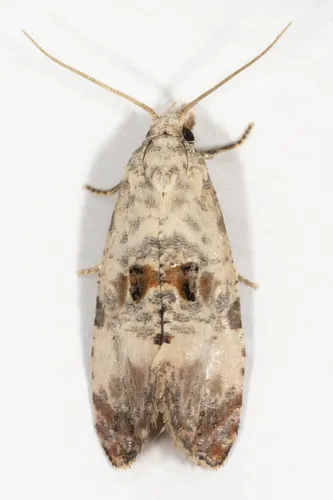 Cochylichroa arthuri - Hodges#3766