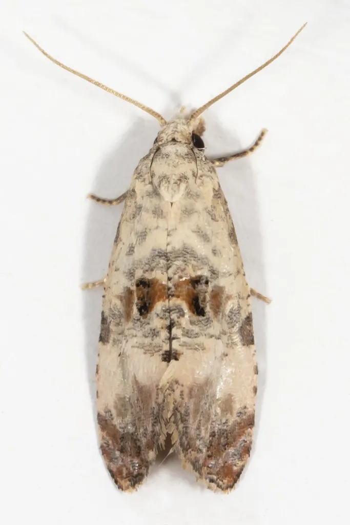 Cochylichroa arthuri - Hodges#3766 - photo 2