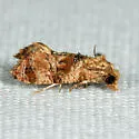 Cochylichroa aurorana - Hodges#3767