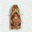 Cochylichroa aurorana - Hodges#3767 - photo 2