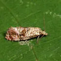 Cochylichroa aurorana - Hodges#3767 - photo 3