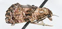 Cochylichroa aurorana - Hodges#3767 - photo 5
