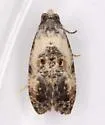 Cochylichroa avita - Hodges#3768