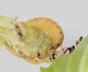 Cochylichroa avita - Hodges#3768 - photo 2