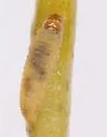Cochylichroa avita - Hodges#3768 - photo 3