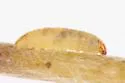 Cochylichroa avita - Hodges#3768 - photo 4
