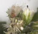Cochylichroa avita - Hodges#3768 - photo 5