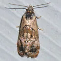 Hoffman's Cochylid - Hodges#3776 - photo 3