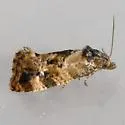 Hoffman's Cochylid - Hodges#3776 - photo 4