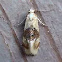 Banded Sunflower Moth - Hodges#3777 - photo 3