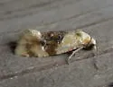 Banded Sunflower Moth - Hodges#3777 - photo 4