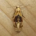 Banded Sunflower Moth - Hodges#3777 - photo 5