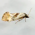 Cochylichroa temerana - Hodges#3781