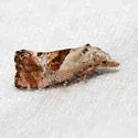 Cochylichroa temerana - Hodges#3781 - photo 2