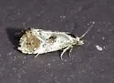 Cochylichroa temerana - Hodges#3781 - photo 5