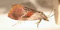 Cochylichroa viscana - Hodges#3783 - photo 4