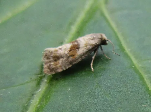 Cochylidia heydeniana
