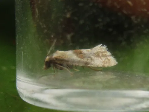 Cochylidia heydeniana - photo 3