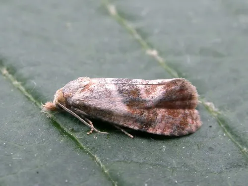 Cochylidia rupicola