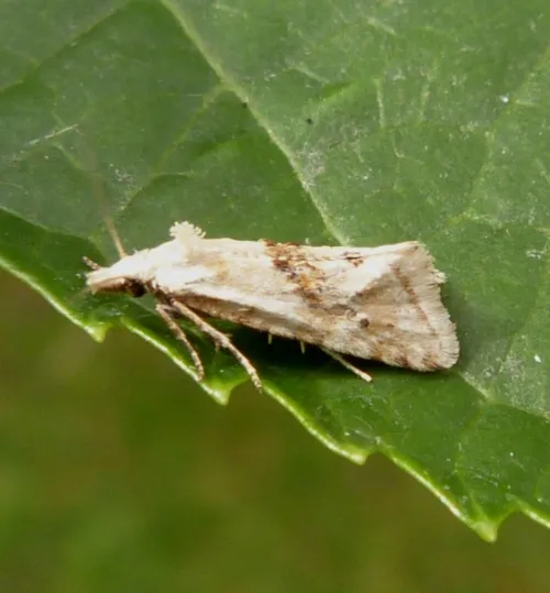 Cochylimorpha straminea - photo 2