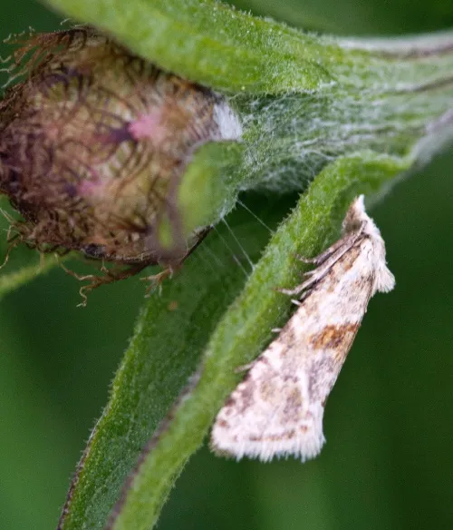 Cochylimorpha straminea - photo 3