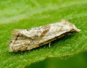 Cochylimorpha straminea - photo 4