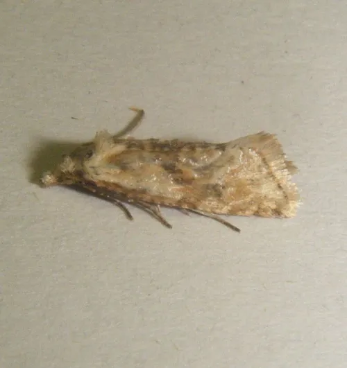 Cochylimorpha straminea - photo 5