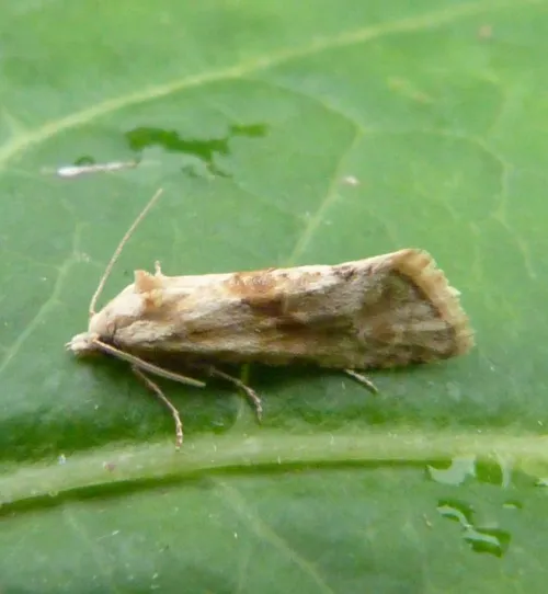 Cochylimorpha straminea - photo 6