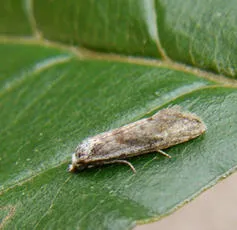 Cochylimorpha straminea - photo 7
