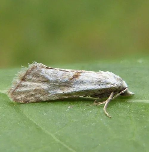Cochylimorpha straminea - photo 8