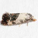 Cochylina-unplaced glaucofuscana - Hodges#3859