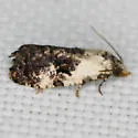 Cochylina-unplaced glaucofuscana - Hodges#3859 - photo 2