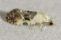 Cochylina-unplaced glaucofuscana - Hodges#3859 - photo 3