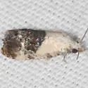 Cochylina-unplaced glaucofuscana - Hodges#3859 - photo 4
