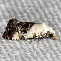 Cochylina-unplaced glaucofuscana - Hodges#3859 - photo 5