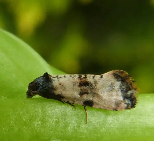 Cochylichroa atricapitana