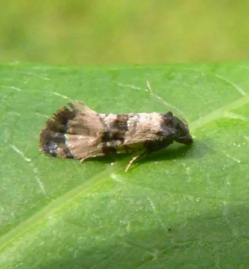 Cochylichroa atricapitana - photo 2