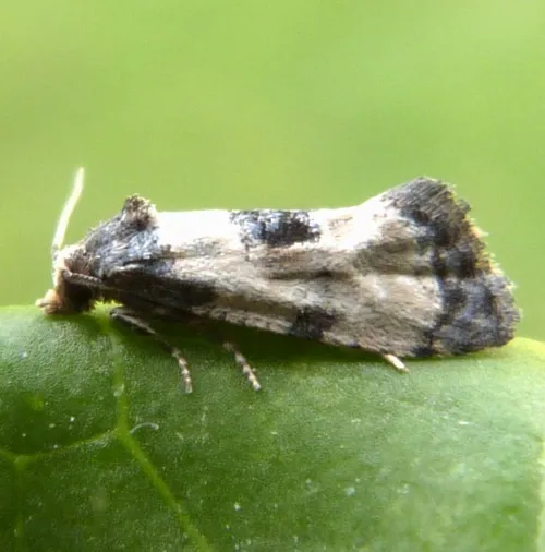 Cochylichroa atricapitana - photo 3